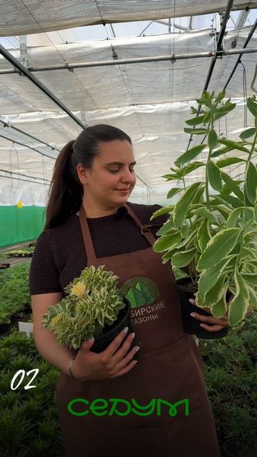 4 неприхотливых многолетника 🌺