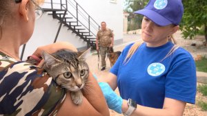 Специалисты госветслужбы Севастополя бесплатно вакцинируют собак и кошек