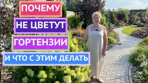 Что делать, если гортнезии плохо цветут?