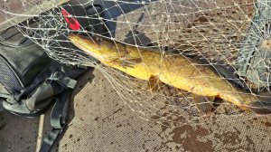 Щука на спиннинг в первой половине июля в водохранилище. Псковская область 2026.