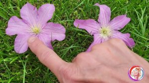 Похожие сорта клематисов и их отличия 🌸 Александрова Светлана | АС-КЛЕМАТИС