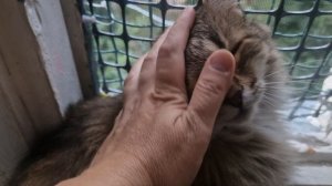 КОТ КАБАЧОК😸💋💕💯💥