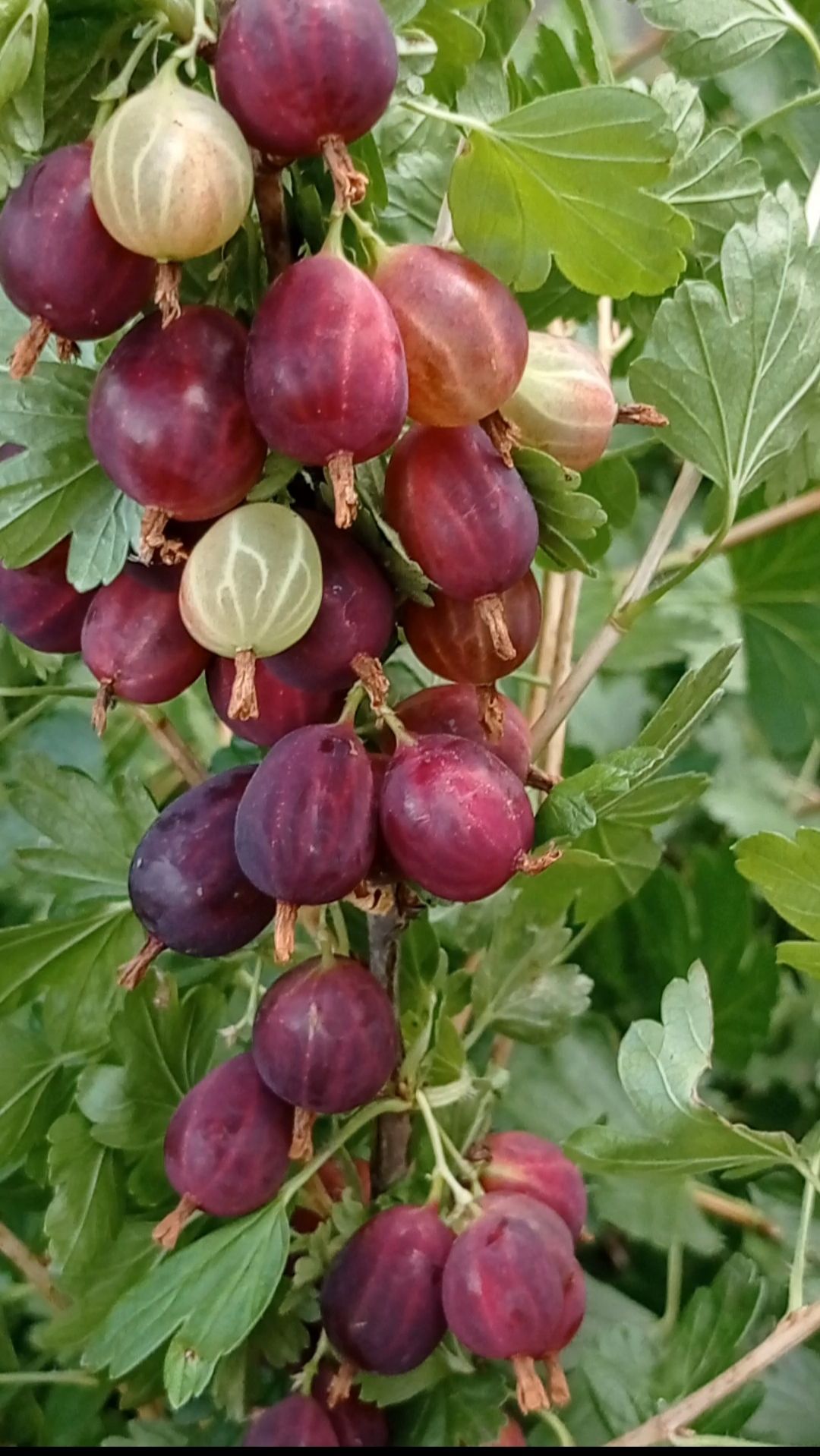 Урожай йошты🍇янтарная красивая🌻#shorts #гибридкрыжовникаисмородины💜 смотреть онлайн