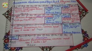 График обработок август 2026 | Что делать с помидорами, огурцами и цветами?