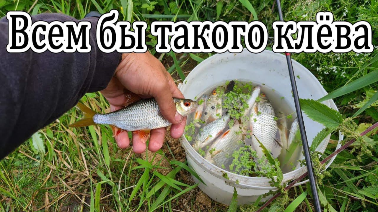 Рыбалка на реке. Ловля Окуня и Плотвы. Рыбалка на удочку. Рыбалка на течении. смотреть онлайн