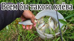 Рыбалка на реке. Ловля Окуня и Плотвы. Рыбалка на удочку. Рыбалка на течении.