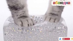 КОТИКИ жмякают слайм🩷 , сквиш асмр asmr.
