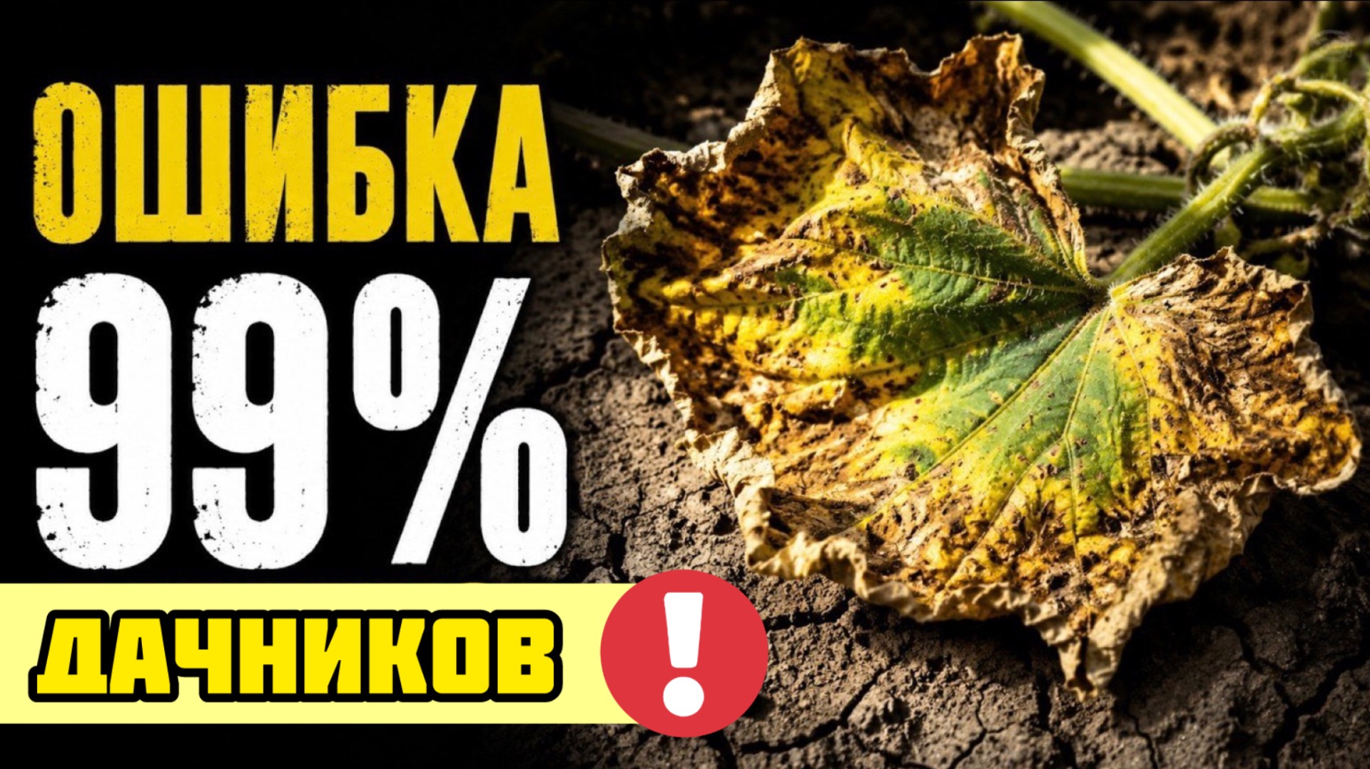 Вы убиваете ОГУРЦЫ в июле! 3 ошибки полива и 1 спасательная подкормка ! ОГРОМНЫЙ УРОЖАЙ ОГУРЦОВ смотреть онлайн