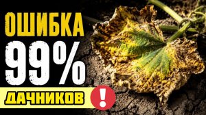 Вы убиваете ОГУРЦЫ в июле! 3 ошибки полива и 1 спасательная подкормка ! ОГРОМНЫЙ УРОЖАЙ ОГУРЦОВ