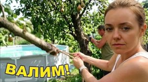 Спил груши на даче: ВАЛИМ ДОРОГО! 💪😄