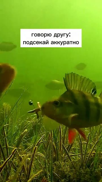 Подсек