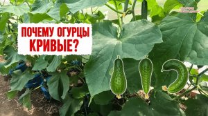 Почему огурцы растут крючками и как это исправить- показываю наглядно!