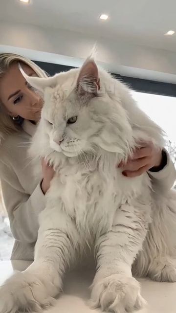 Котяра смотреть онлайн