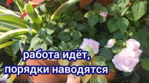 Хорошо поработала, привела в порядок цветники, ещё чуть - чуть и можно просто наслаждаться