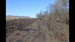 Балта.  Незаконная вырубка леса В ПРОМЫШЛЕННЫХ МАСШТАБАХ!!!