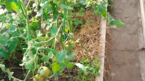 Урожай огурцов,кабачков радует