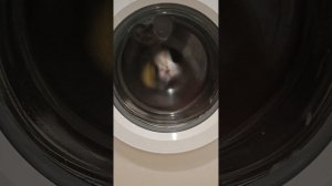 отжим на Hotpoint ariston