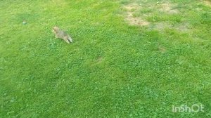 25-07-2026 года.Сделала опять салат из огурцов.Вычистила клубнику,оборвала листья на томатах .