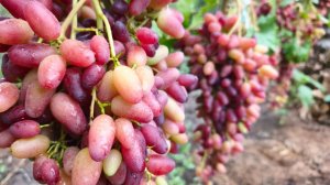 Виноград фреш мускат, результат улучшенной формировки.