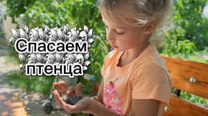 Спасли птенца, который выпал из гнезда