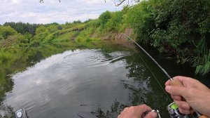 ЗДЕСЬ НЕТ ЛЮДЕЙ И РЫБА ЗАГИБАЕТ СПИННИНГ! Рыбалка на лесной реке среди коряг и кувшинок.
