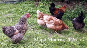 Кормление птицы 25.07.26 #куры_фазан_кормление витамины #мари_мистик