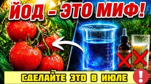 ПОМИДОРЫ В ИЮЛЕ СБРАСЫВАЮТ ЦВЕТ? Срочно дайте им это, и собирайте урожай вёдрами!