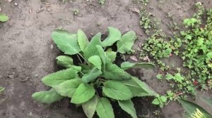 У многолетнего цветка эхинацеи оказался пересорт