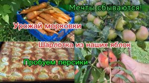 25-07-2026/Мечты сбываются!/Наша жизнь на юге/Урожай в этом году/Прогулка по саду/Шарлотка/Персик//