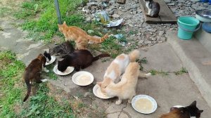 25 июля Котохозяйство 😻😺🐱🥣🐕