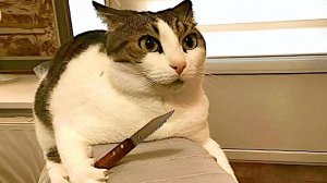 СМЕШНЫЕ КОТЫ | ЛУЧШИЕ ПРИКОЛЫ С КОТАМИ, СОБАКАМИ, КОШКИ, СОБАКИ, ЖИВОТНЫЕ, СМЕШНОЕ ВИДЕО
