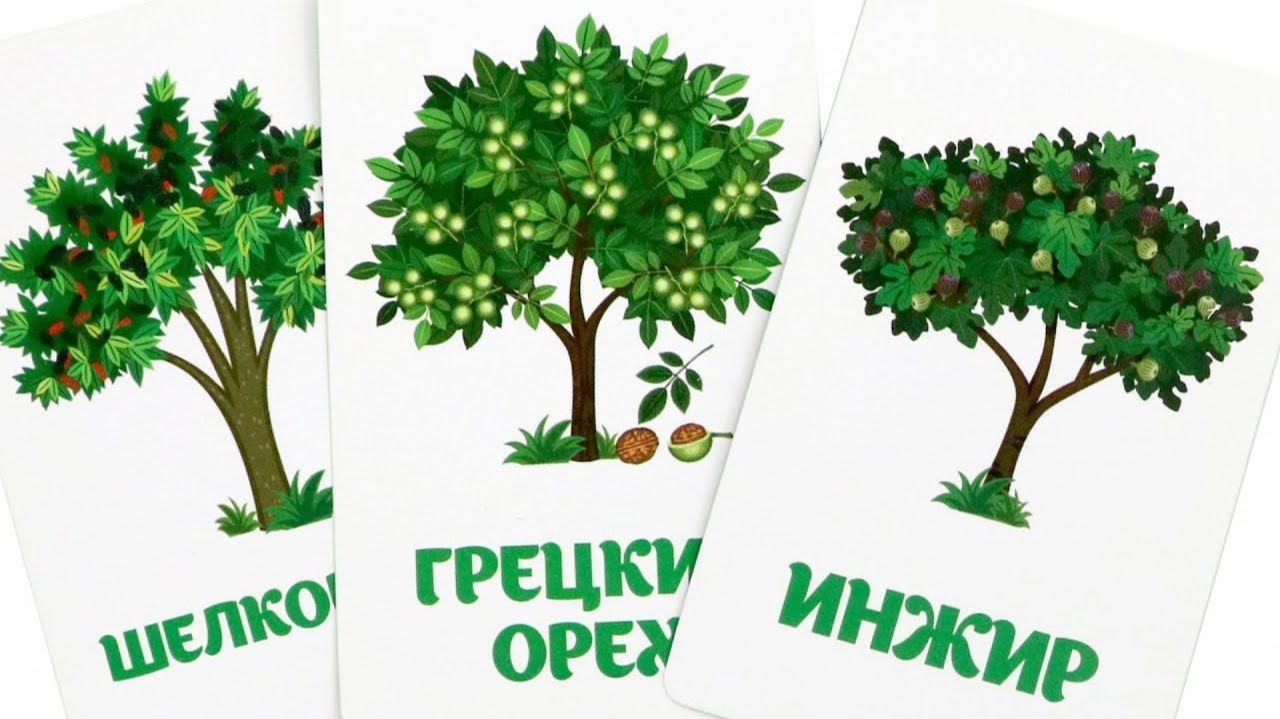 Деревья, листья и их название - Карточки ДОМАНА - Обучающие, Развивающие видео для детей смотреть онлайн