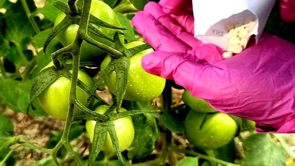 Как избавиться от фитофторы и кладоспориоза на томатах без химии