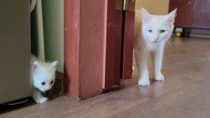 Мама-кошка зовет своих котят. Мама-кошка разговаривает со своими котятами.