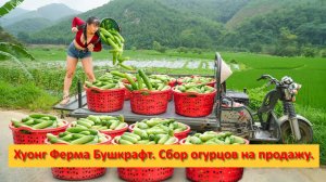 Хуонг Ферма Бушкрафт. Вьетнам. Сбор огурцов на продажу.