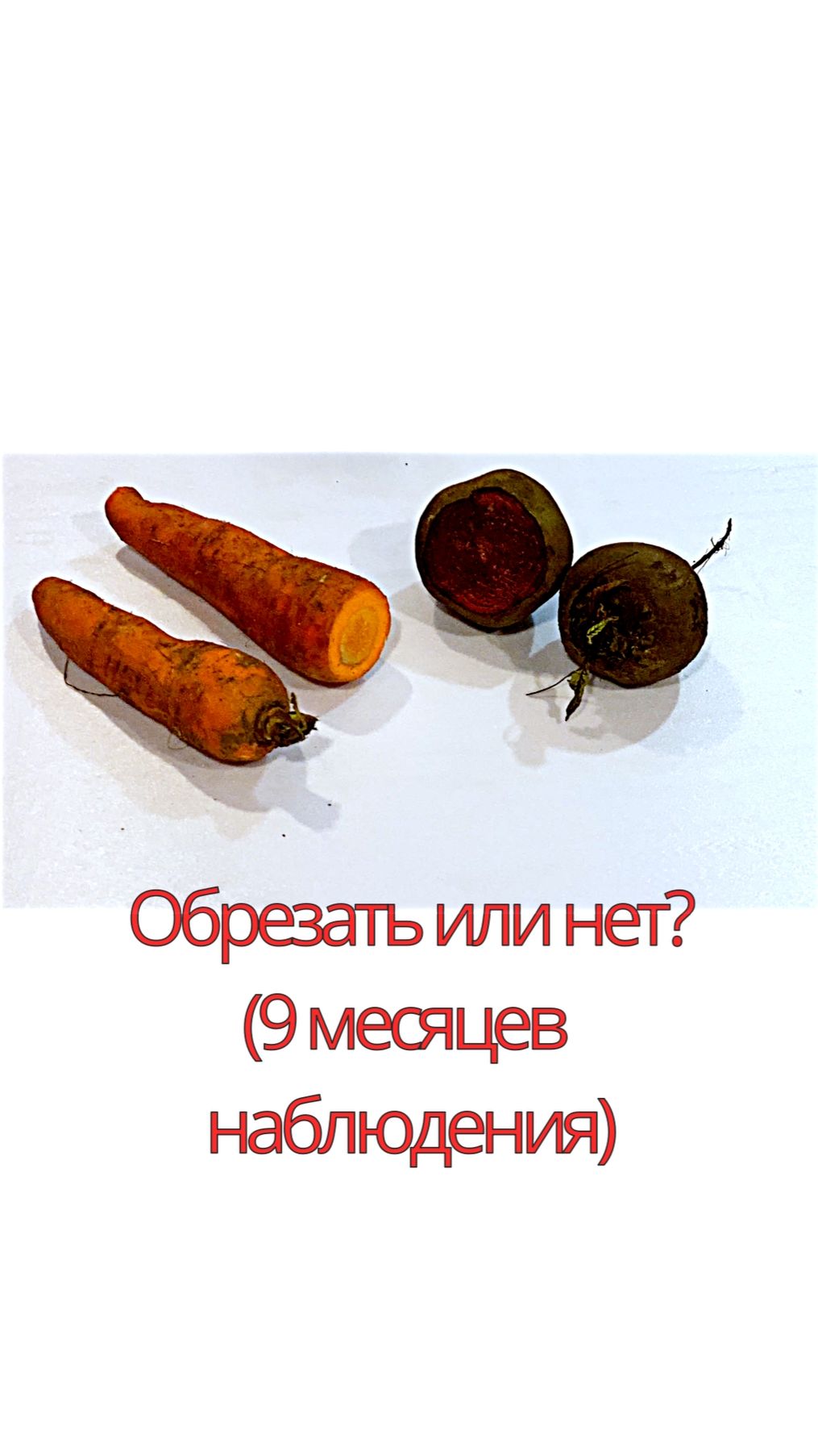 Сад и Огород