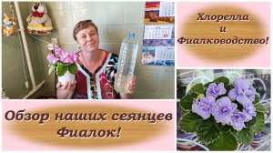 Хлорелла и Фиалководство! Обзор наших сеянцев Фиалок!