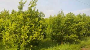 Проезжаем Алпатьево