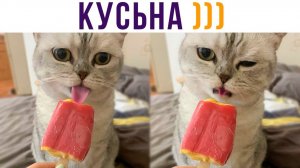 КУСЬНА?))) Приколы с котами
