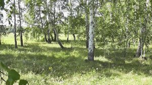 Сбор грибов.Лисички.