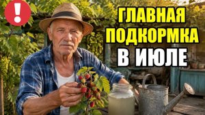 3 копеечные подкормки в ИЮЛЕ и малина завалит крупной сладкой ягодой!