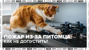 Пожар из-за питомца: как отучить кошку заходить на кухню? — Москва 24 | Контент