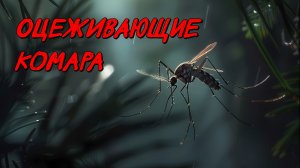 Оцеживающие комара