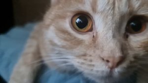 МИЛКА В ЭФИРЕ😺💯💥