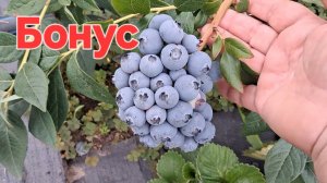 Голубика Бонус. Плюсы и минусы сорта 🫐