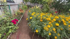 Утро субботы// красим гараж// обзор сада//переутюжила белье// налепила пельмени//😊🌺