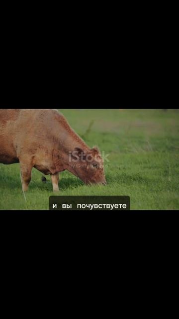 Тельцы скажите ДА! новым возможностям