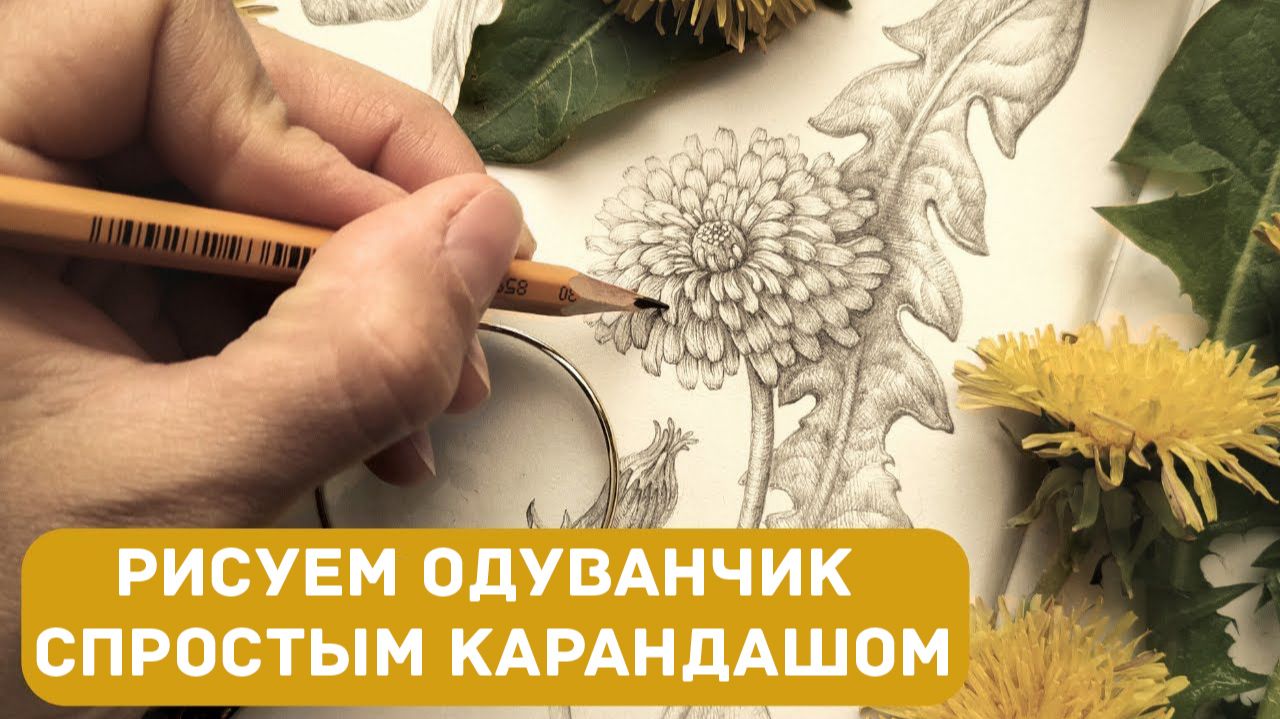 Одуванчик карандашом: рисуем вместе по этапам смотреть онлайн