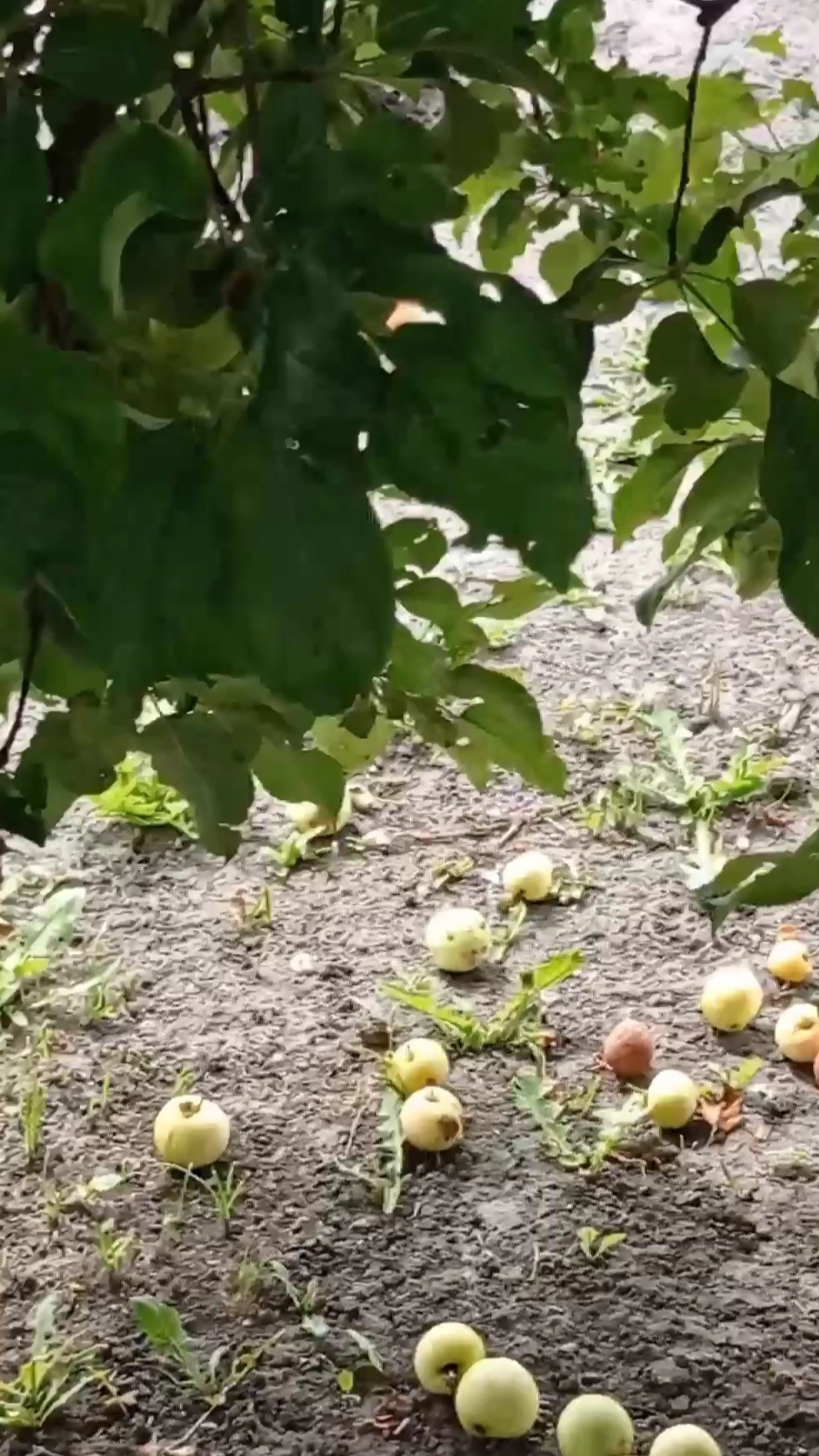 Молодые яблоки 🍎 #shorts смотреть онлайн