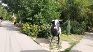 Приехали в город, прогулка 🚵 покажу гортензии в парке...